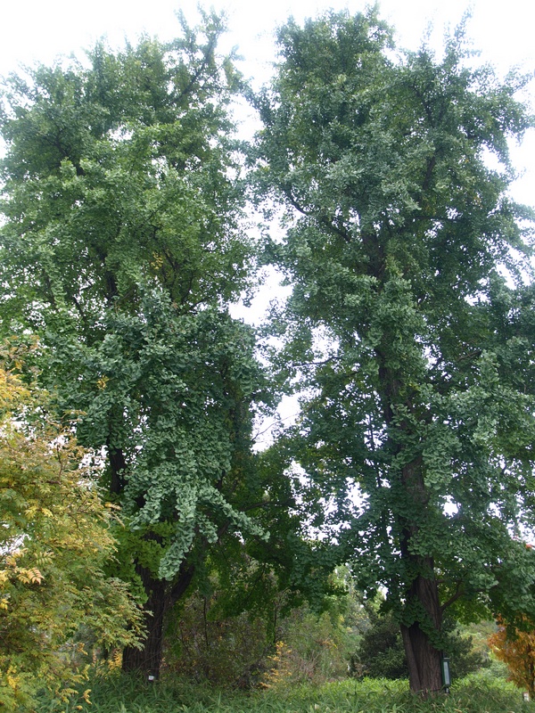 Ginkgo in Dresden